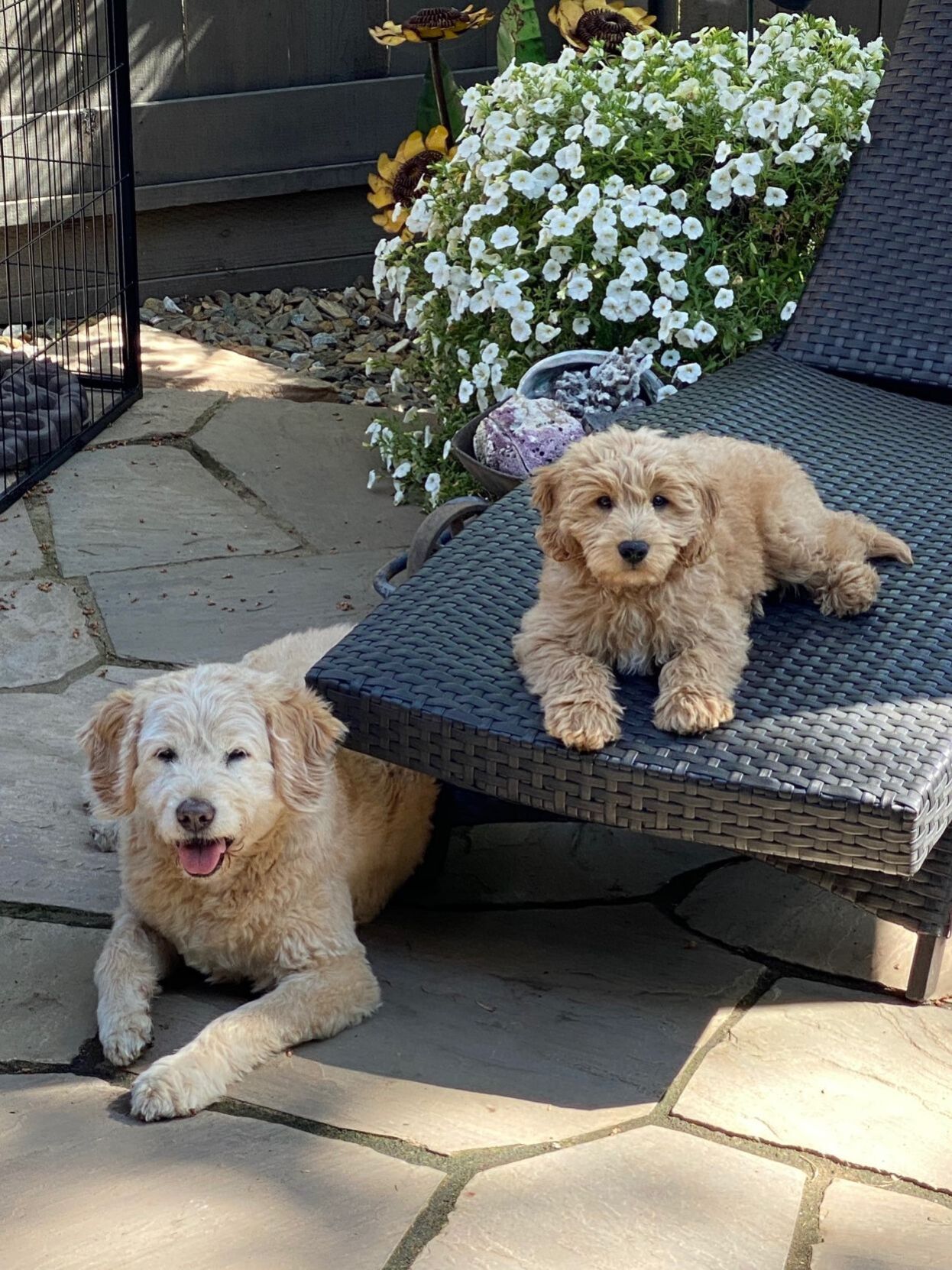 Koty & Buddy